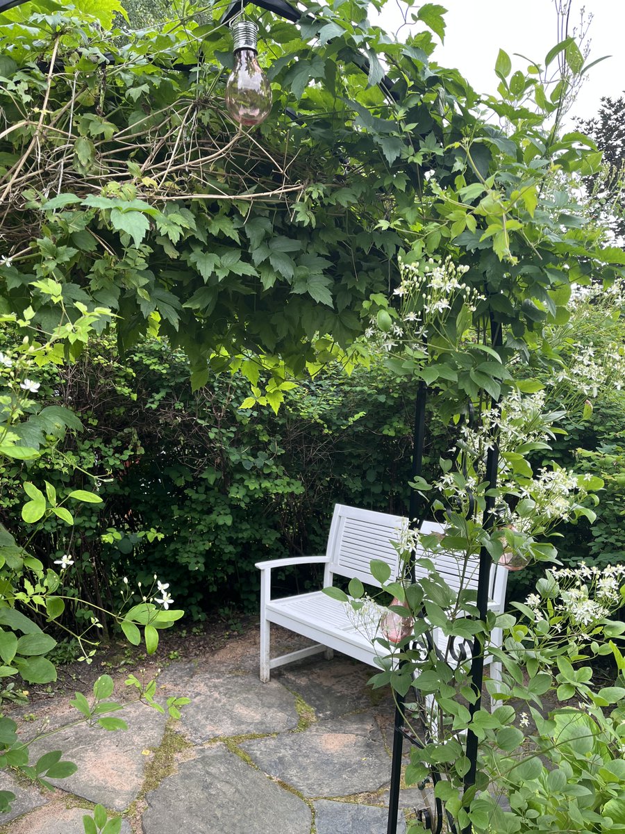 AMNurHon's tweet photo. Tänne patiolle astuessaan saa hieman kumartua ja saattaa kärhön tuoksuva kukinto hieman sipaista käsivartta 🌱 https://t.co/TnWRhxG4Y9