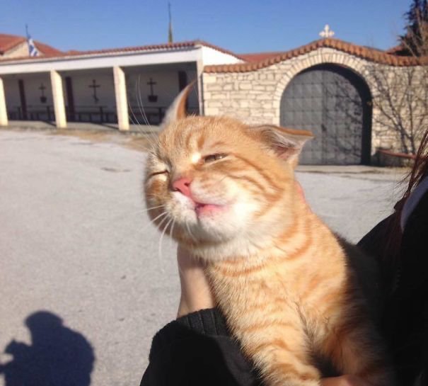 nekocatts's tweet photo. Strong wind https://t.co/vvempbXIuD