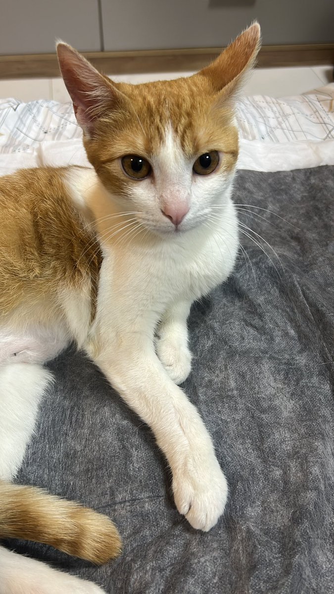 BSouber's tweet photo. Simplesmente a gata mais doida e carinhosa que eu podia adotar https://t.co/3FOOVBHCkG