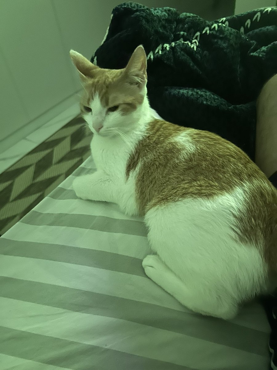 BSouber's tweet photo. Simplesmente a gata mais doida e carinhosa que eu podia adotar https://t.co/3FOOVBHCkG