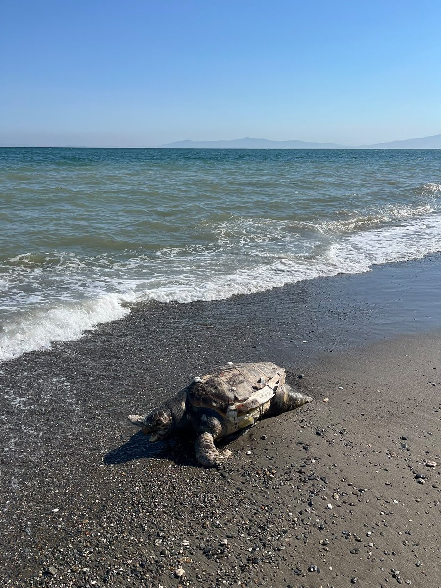 CemHOPLAR's tweet photo. Caretta kit https://t.co/2kb7Mv9YvB