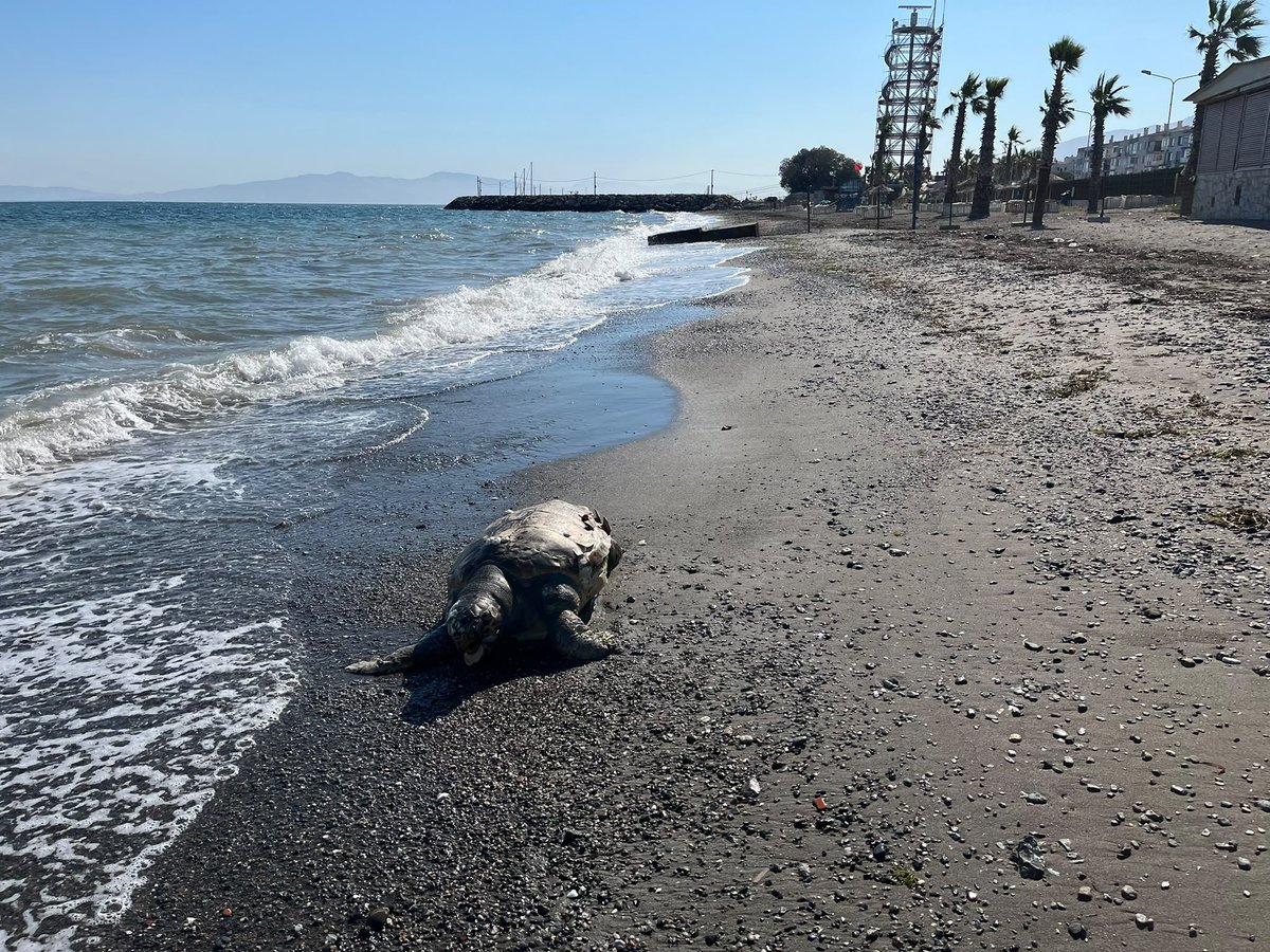CemHOPLAR's tweet photo. Caretta kit https://t.co/2kb7Mv9YvB