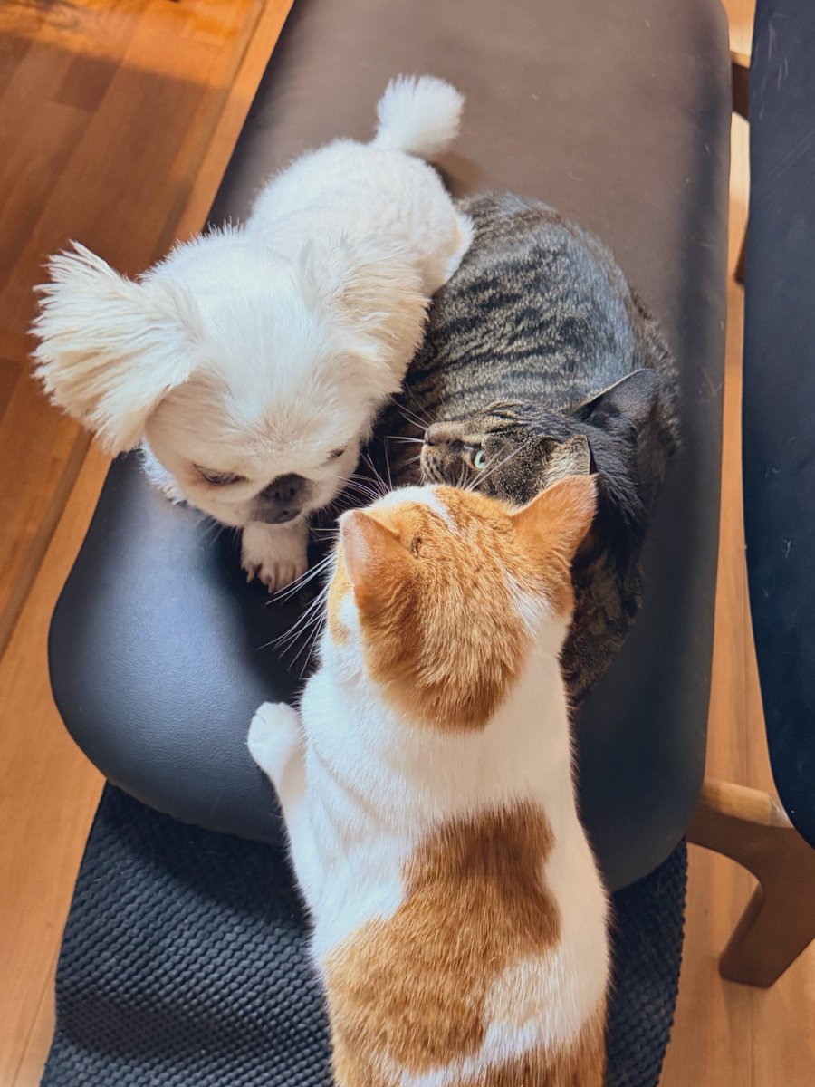 DAHLIA_kitty13's tweet photo. パパとママと一緒に深夜の夜んぽ🚶🐕

外で猫ちゃんを見かけると、「キャァァィィィィィイ」って甲高い奇声を上げてしまうそうちゃん。
なんか虐待してるみたいで気まずくなるんだけど😭

うちの猫と仲良しだから猫は友達と思ってて…
逃げられると「待って～！！」って叫んで追いかけたいんだろうね😅 https://t.co/o2DOhpdCGC