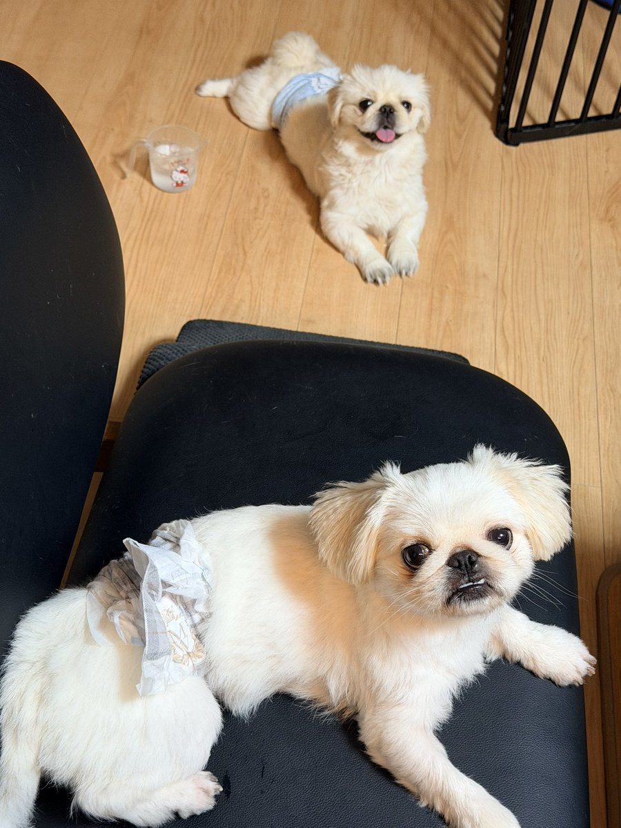 DAHLIA_kitty13's tweet photo. パパとママと一緒に深夜の夜んぽ🚶🐕

外で猫ちゃんを見かけると、「キャァァィィィィィイ」って甲高い奇声を上げてしまうそうちゃん。
なんか虐待してるみたいで気まずくなるんだけど😭

うちの猫と仲良しだから猫は友達と思ってて…
逃げられると「待って～！！」って叫んで追いかけたいんだろうね😅 https://t.co/o2DOhpdCGC