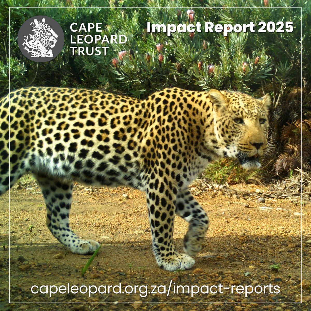 CapeLeopardTrst's tweet photo. The @CapeLeopardTrst is proud to share our 2025 Impact Report – a visual showcase of our projects, activities and achievements during 2025 🐆🐾
Find the downloadable report at https://t.co/sE6lDnY62S
(size 19MB, best viewed on a computer or tablet)
#CapeLeopardTrust https://t.co/jS2IShvR0I