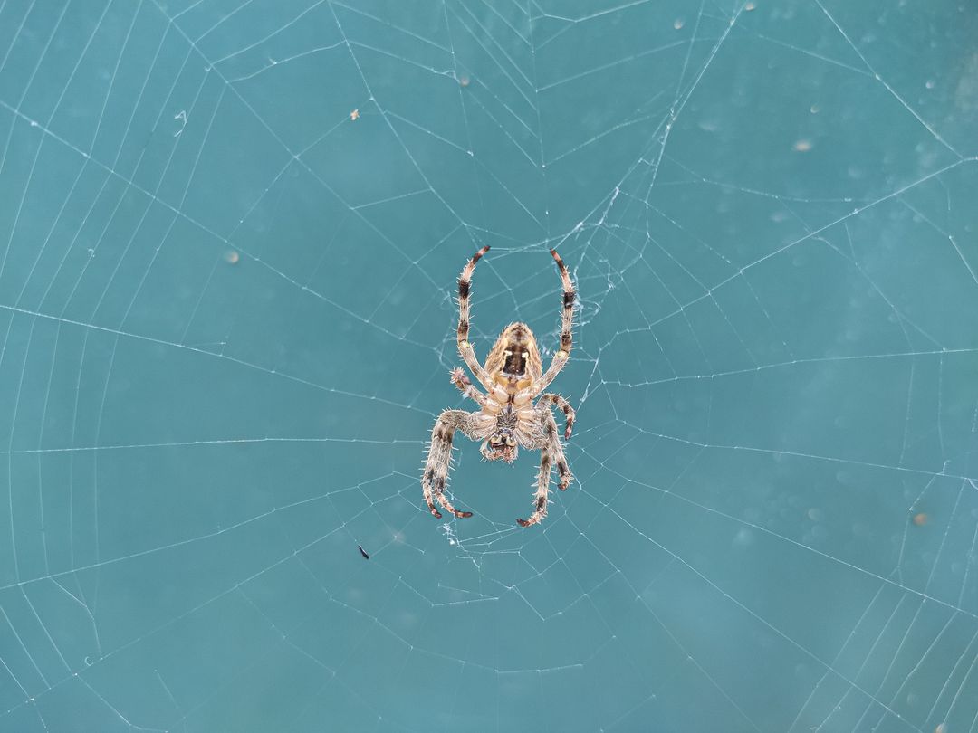 MagicPestCntrl's tweet photo. Meet the Most Common House Spiders (and Which to Worry About)
https://t.co/wzAL9XR31i https://t.co/SigHTEXN0m