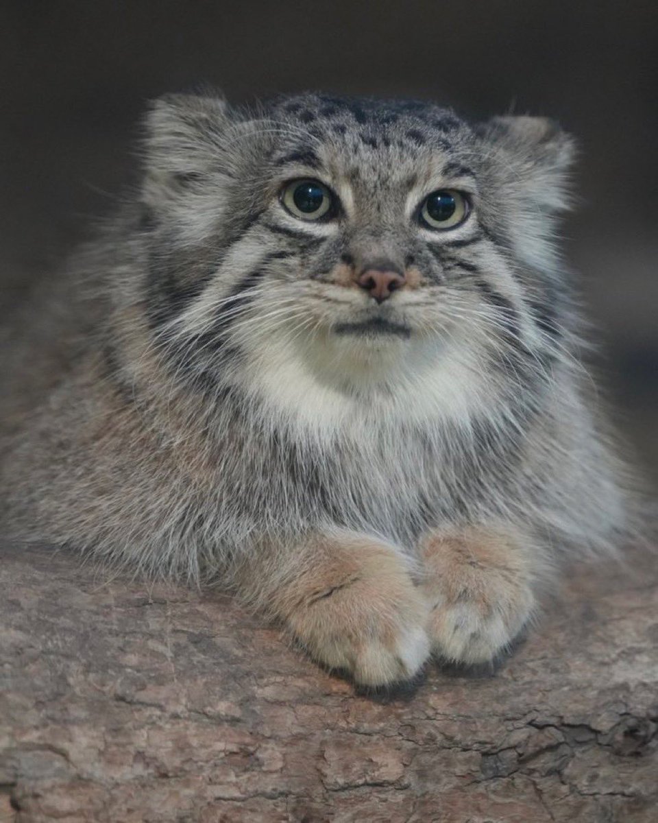 amie_manul tweet picture