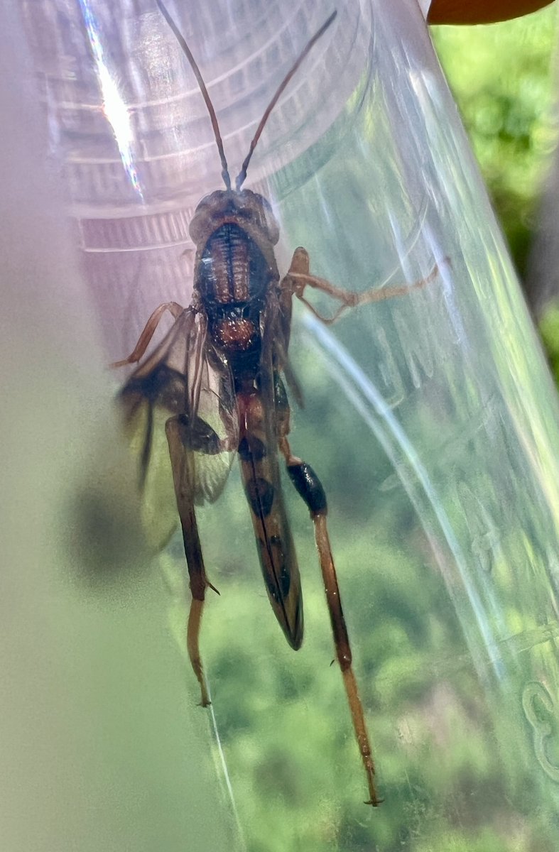 RSPP_RangerSu's tweet photo. Tremex Columbia, the pigeon horntail wasp, does not sting, though the ovipositor sheathe of the female looks like it would deliver a wallop. Instead, it houses the black needle-like ovipositor that can project from the middle of the abdomen’s underside, penetrating the wood of ailing trees with a twisting-drilling motion. The ovipositor itself is formed of two toothed sections that alternate grabbing the wood, and thereby penetrating it. As the wasp lays (see video), a symbiotic fungus, Cerrena unicolor, is fed through the ovipositor along with the egg. The egg will not develop until the fungus has prepared the way for the larva by breaking down the tree’s cellulose—this may take a month. Larvae not only eat the broken down wood, they also store the fungus in two pouches that will ultimately become a pair of structures called mycangia on the adult. In other words, adult female wood wasps already possess the fungus they will need in order to oviposit. In the video, I can’t be sure whether I am seeing a little sawdust from the twisting of the ovipositor, or a little of the fungus. In an intriguing case of double dealing, it appears the fungus that has been helped into the tree by the wasp (a benefit to the fungus: it can later fruit on the outside of the tree) subsequently produces a pheromone that attracts two specialist parasitoid wasps that parasitize the horntail larva! 

You might spot either of its two parasites in the late spring/early summer. I don’t have an image of Megarhyssa macrusus, the giant Ichneumon wasp, that uses its own flamboyantly long ovipositor to penetrate deep to the slowly tunneling horntail larva. But the second wasp, Ibalia anceps (below) tends to parasitize larvae that are closer to the surface of the tree, ready to emerge. The female’s distinctive abdomen looks like it’s been squeezed upright in a panini press. 

A guest post from Maggie Schwed, SBC Pollinator Consultant. Part of the RSPP/SBC Partnership. For more information on Stone Barns visit @stonebarns on IG