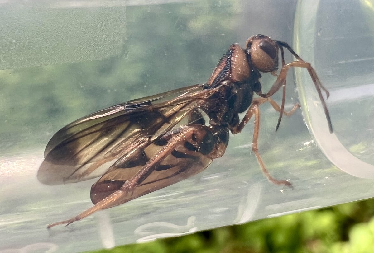 RSPP_RangerSu's tweet photo. Tremex Columbia, the pigeon horntail wasp, does not sting, though the ovipositor sheathe of the female looks like it would deliver a wallop. Instead, it houses the black needle-like ovipositor that can project from the middle of the abdomen’s underside, penetrating the wood of ailing trees with a twisting-drilling motion. The ovipositor itself is formed of two toothed sections that alternate grabbing the wood, and thereby penetrating it. As the wasp lays (see video), a symbiotic fungus, Cerrena unicolor, is fed through the ovipositor along with the egg. The egg will not develop until the fungus has prepared the way for the larva by breaking down the tree’s cellulose—this may take a month. Larvae not only eat the broken down wood, they also store the fungus in two pouches that will ultimately become a pair of structures called mycangia on the adult. In other words, adult female wood wasps already possess the fungus they will need in order to oviposit. In the video, I can’t be sure whether I am seeing a little sawdust from the twisting of the ovipositor, or a little of the fungus. In an intriguing case of double dealing, it appears the fungus that has been helped into the tree by the wasp (a benefit to the fungus: it can later fruit on the outside of the tree) subsequently produces a pheromone that attracts two specialist parasitoid wasps that parasitize the horntail larva! 

You might spot either of its two parasites in the late spring/early summer. I don’t have an image of Megarhyssa macrusus, the giant Ichneumon wasp, that uses its own flamboyantly long ovipositor to penetrate deep to the slowly tunneling horntail larva. But the second wasp, Ibalia anceps (below) tends to parasitize larvae that are closer to the surface of the tree, ready to emerge. The female’s distinctive abdomen looks like it’s been squeezed upright in a panini press. 

A guest post from Maggie Schwed, SBC Pollinator Consultant. Part of the RSPP/SBC Partnership. For more information on Stone Barns visit @stonebarns on IG