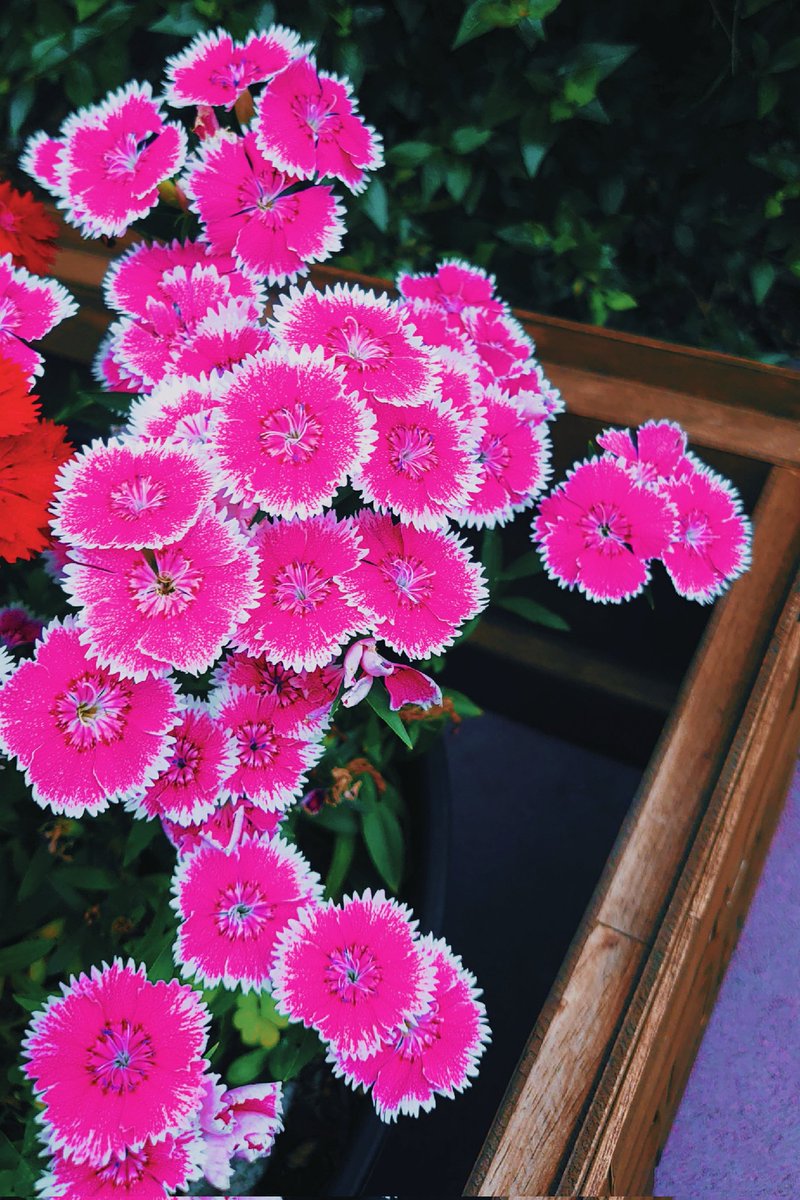 ナデシコ #撫子 #大和撫子 #常夏 #Dianthus #Pink #無邪気 #誕生花 #TL