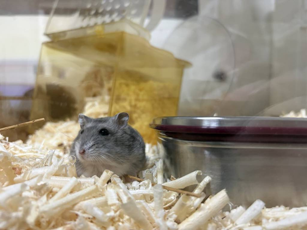 fabia89bg4eft's tweet photo. Cute little hamster making my day https://t.co/DaujigfOeJ