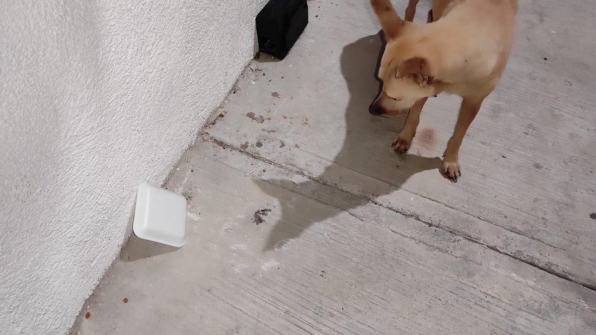 JPTheStrayDog's tweet photo. “I’ve been staring at this thing for ten minutes. Still no food on it. What are you waiting for?” - Stray Dog probably. https://t.co/A72t1F6NGB