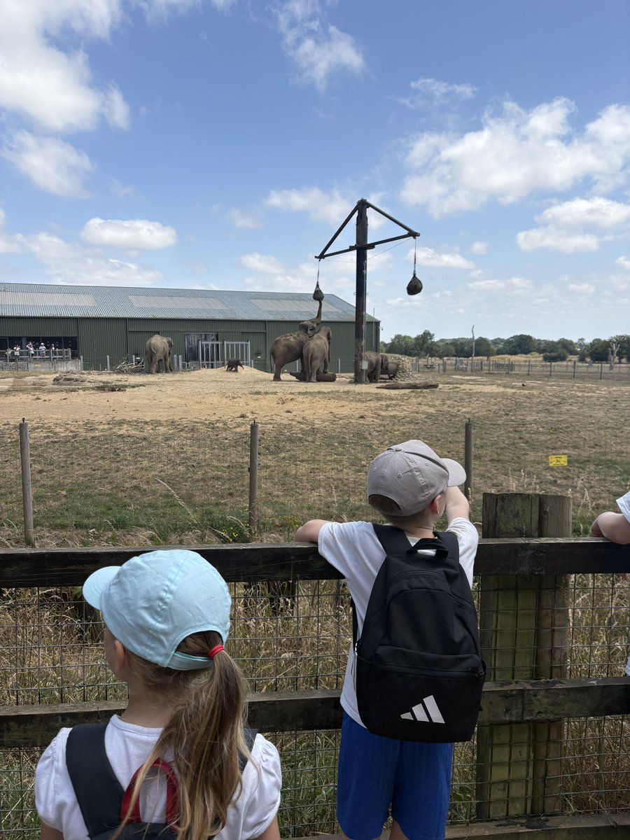 MissHylandStM's tweet photo. Having a fun day at the zoo🐒🐼🐻🦍🐘🐨🦁🦘🦛 @StMSchStewkley @MissVenters6 https://t.co/gKoEOqmPsF