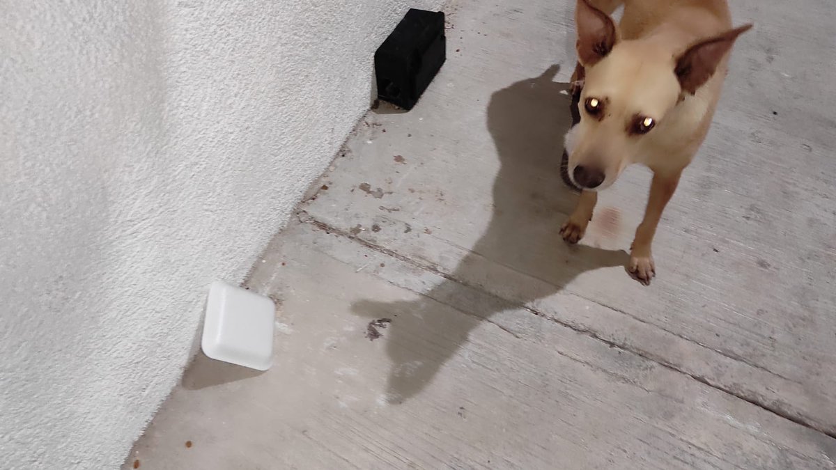 JPTheStrayDog's tweet photo. “Fill it with food OR FACE THE CONSEQUENCES! Activating LAZOR EYES in 3...2... ” - #Stray #StrayDogs #Fogs #Imeant #Dogs https://t.co/ITILfHMfVz