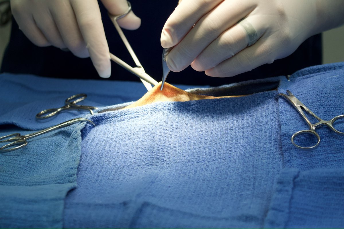 _ACOxford's tweet photo. Did you know dogs and cats can develop bladder stones? 🐶🐱 Signs include UTI, pain, and difficulty urinating. Dr. Ryan performed a cystotomy to remove stones. Know the causes? Share below! #PetHealth #Cystotomy https://t.co/uQbUolKh11
