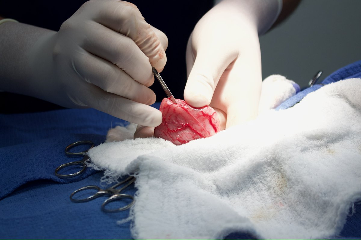 _ACOxford's tweet photo. Did you know dogs and cats can develop bladder stones? 🐶🐱 Signs include UTI, pain, and difficulty urinating. Dr. Ryan performed a cystotomy to remove stones. Know the causes? Share below! #PetHealth #Cystotomy https://t.co/uQbUolKh11