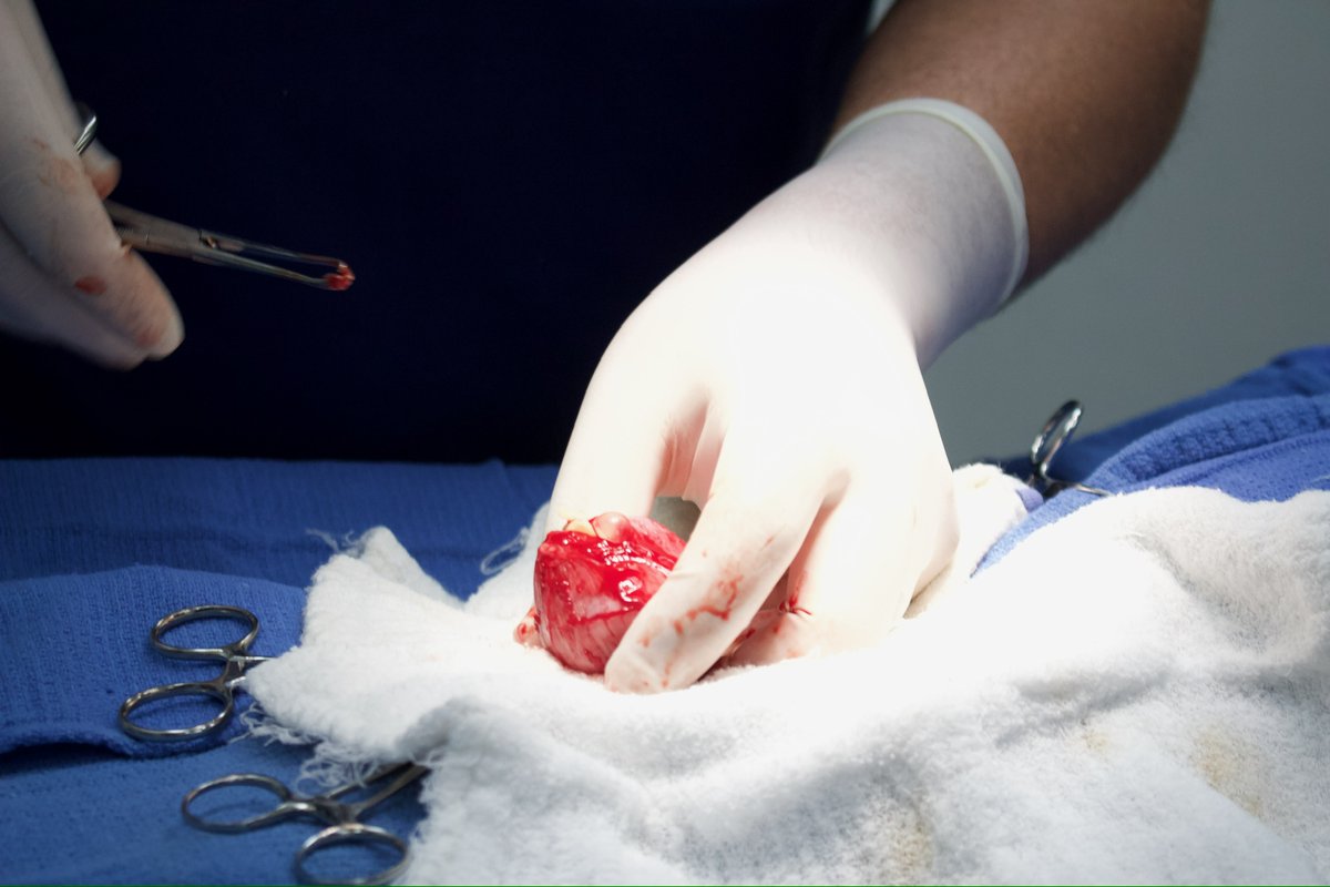 _ACOxford's tweet photo. Did you know dogs and cats can develop bladder stones? 🐶🐱 Signs include UTI, pain, and difficulty urinating. Dr. Ryan performed a cystotomy to remove stones. Know the causes? Share below! #PetHealth #Cystotomy https://t.co/uQbUolKh11