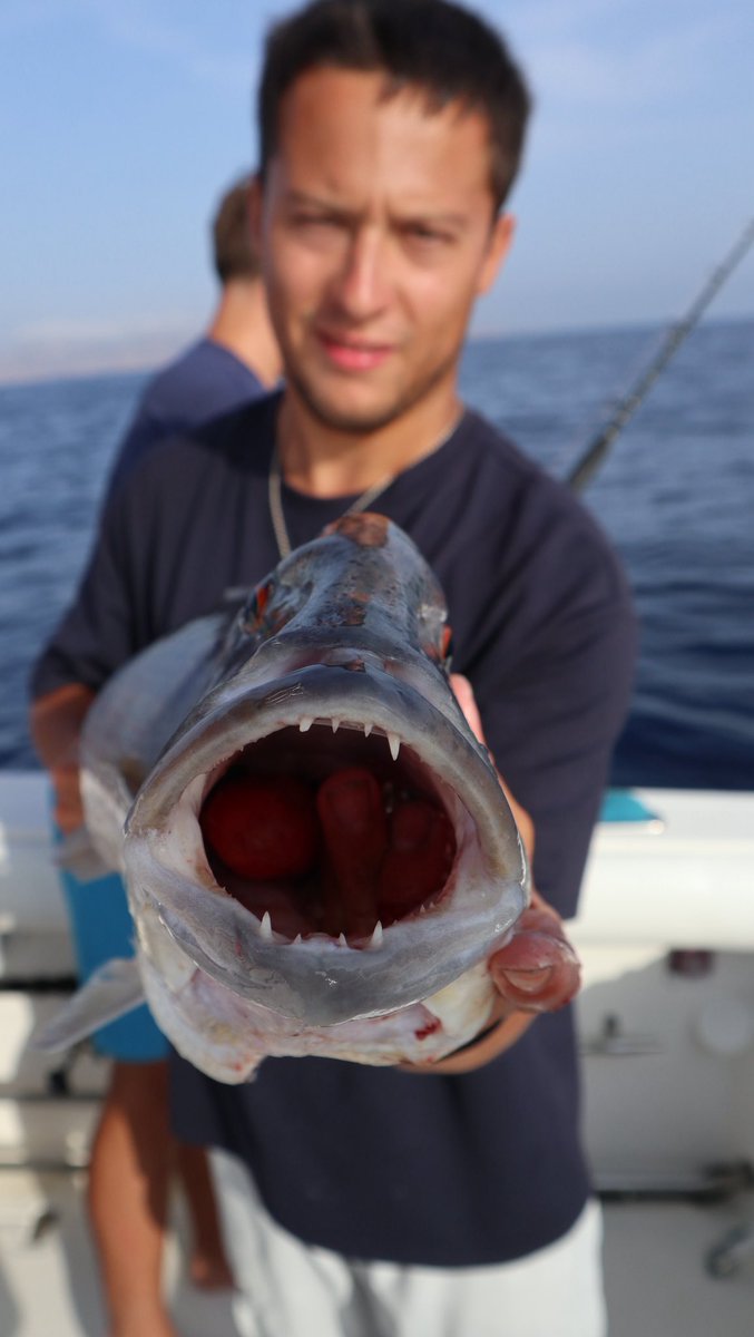 JxMj24's tweet photo. top predators of our sea. perfect conditions and a stunning catch to crown an amazing day on the water. great crew to share the thrill with
#sportfishing #sardinia #fishingcharter https://t.co/sw0CeKJ41s