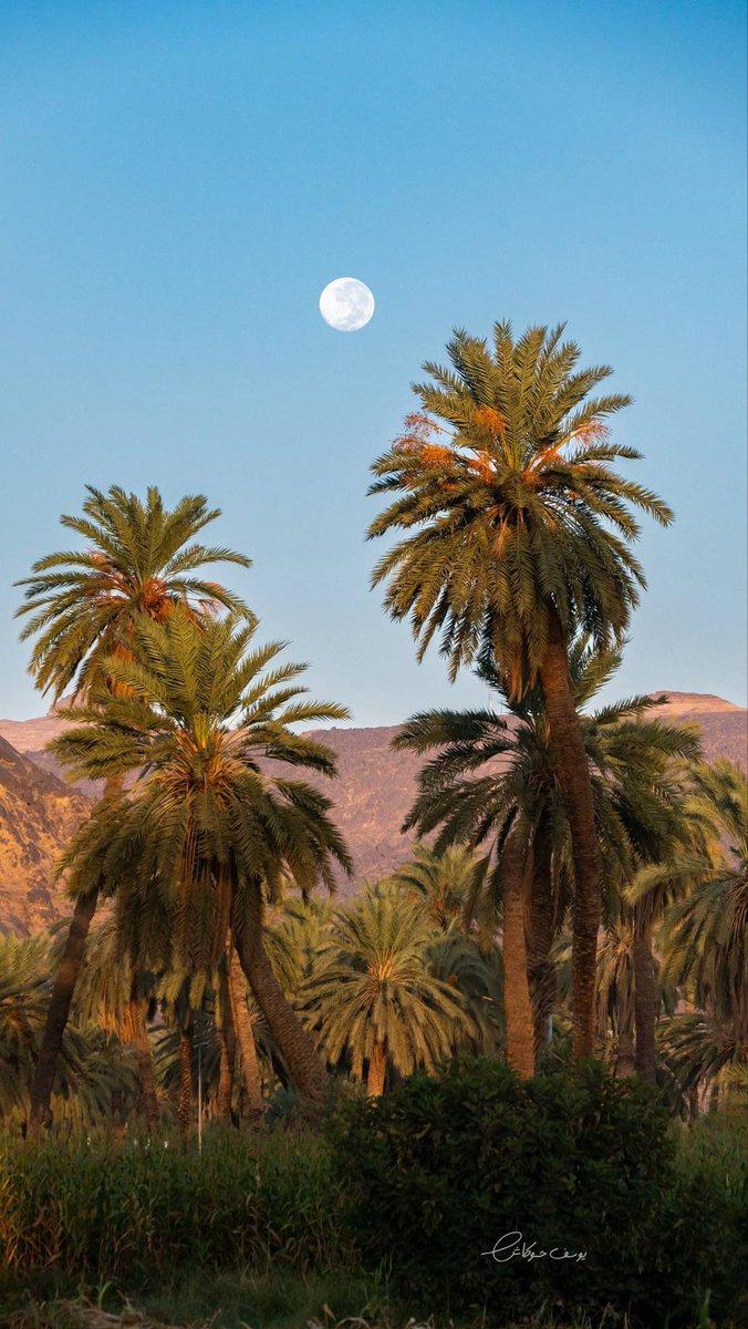 iFalcon10's tweet photo. نخيل نجران🌴                           نخيل القصيم🌴 
نخيل الاحساء🌴                        نخيل حايل 🌴 https://t.co/lUoGa6pDZy