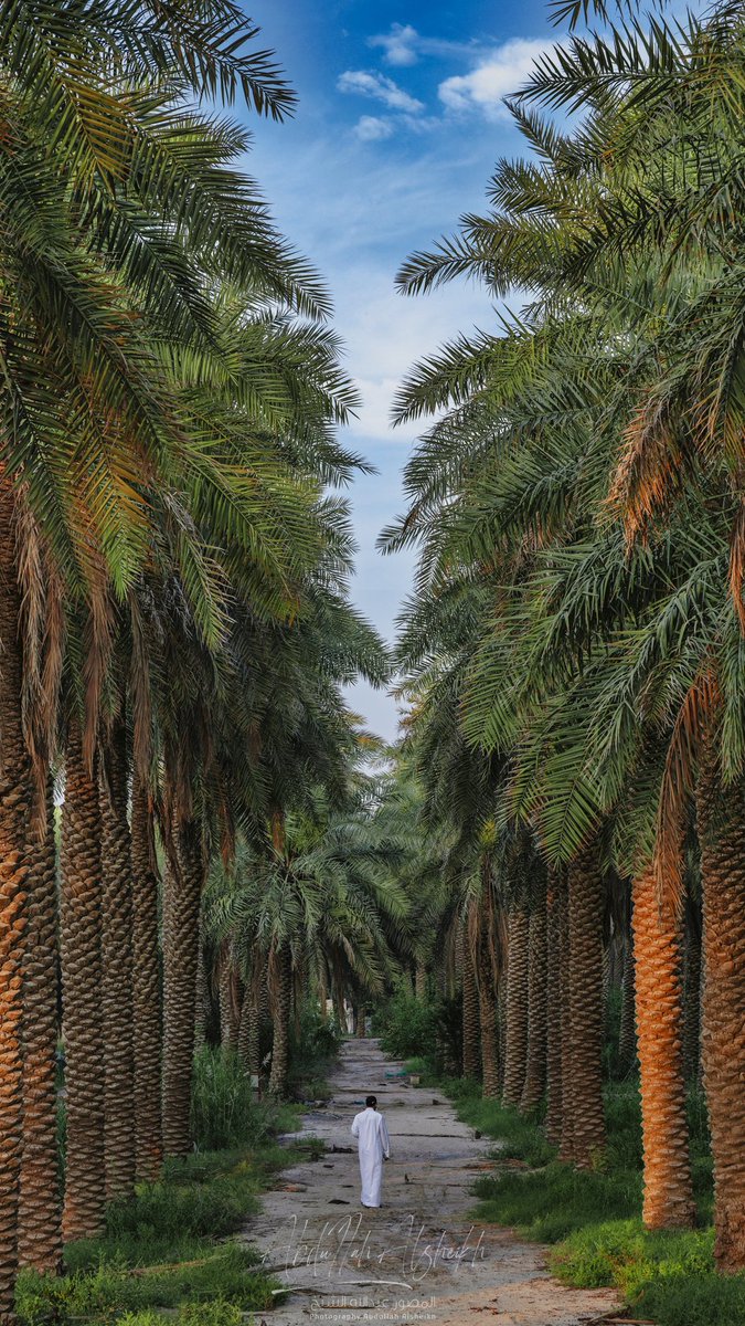 iFalcon10's tweet photo. نخيل نجران🌴                           نخيل القصيم🌴 
نخيل الاحساء🌴                        نخيل حايل 🌴 https://t.co/lUoGa6pDZy