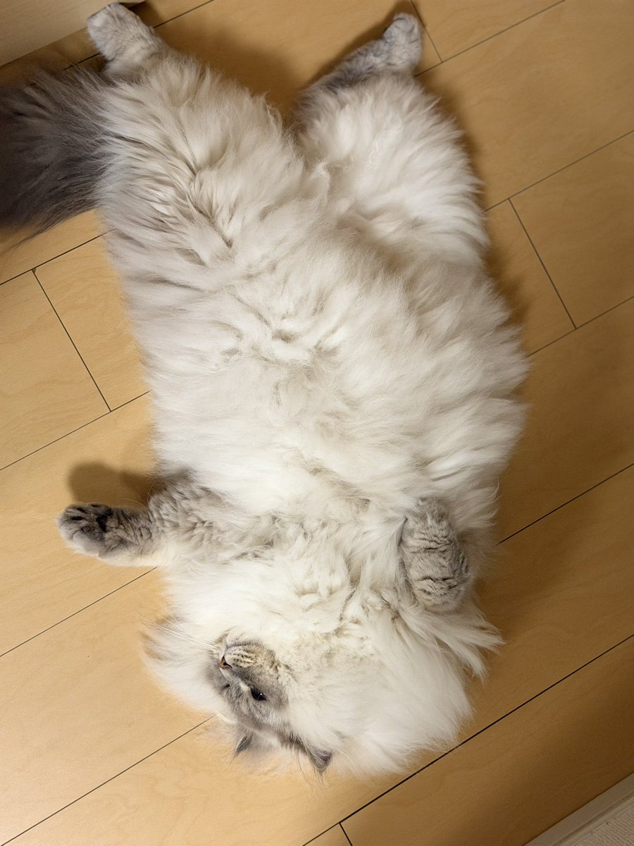 海猫 (@umineko_sk) / Posts / X