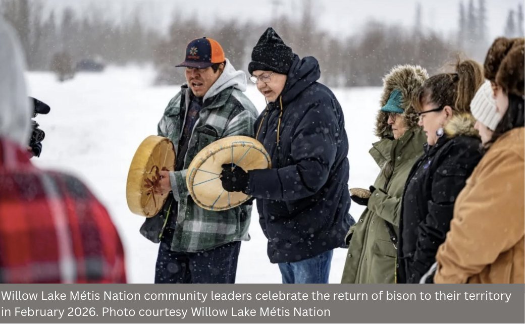 AB_EnergyCentre's tweet photo. IN PHOTOS: Energy partnerships help bring bison back to Willow Lake Métis Nation https://t.co/5kAcXE6x3H