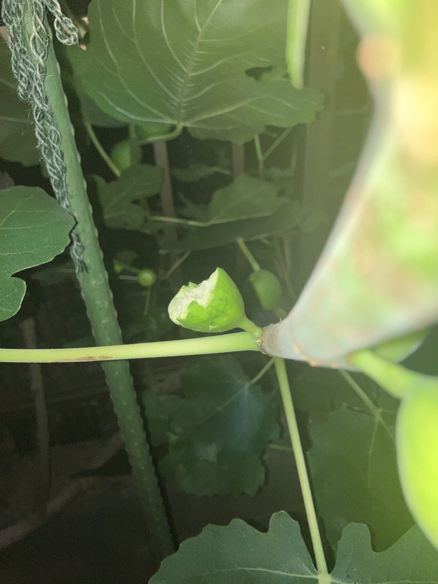 asanoma's tweet photo. いちじく囓られてかなしい https://t.co/3W0q4AXd9b
