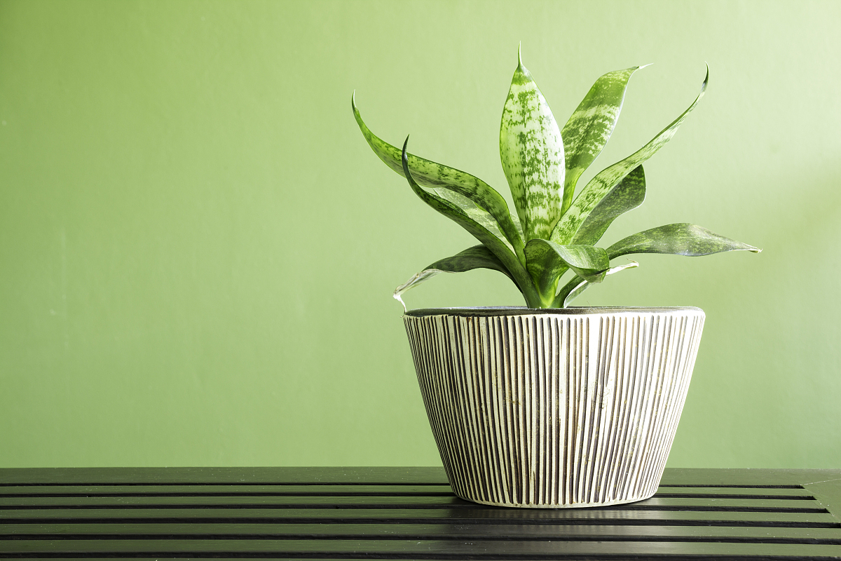 n65bsq's tweet photo. [Pro tip for your houseplants! Keep those leaves clean with a damp cloth—they breathe better u0026 look brighter  #PlantCare #HomeGreen]， https://t.co/rt60Igto4C