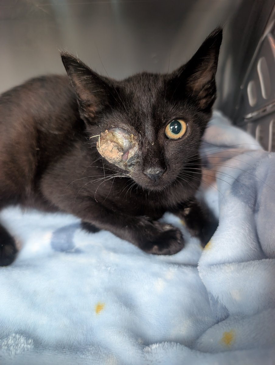 PIPetRescue's tweet photo. We're still in need of donations to help cover this little guy's eye surgery.

He's a sweet boy, but life on the streets has been cruel to him.

If you can donate, or even spread the word, it would be greatly appreciated! ❤️

https://t.co/U1zITETSkN
https://t.co/MVPm5C9SZE https://t.co/jOZKaaGTvE