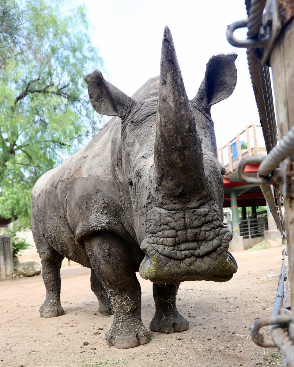 SanAntonioZoo's tweet photo. Did you know that rhino horns are made of keratin, the same stuff as your fingernails? Safe to say they’ve got the ultimate manicure! 💅🦏 https://t.co/Tn2uRugjH3