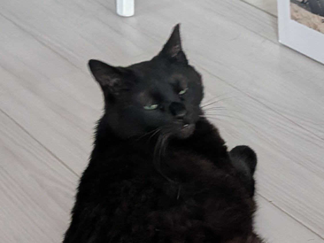 allian7's tweet photo. 猫ってやつは半目写真も可愛いんだから https://t.co/bReXzM9Z0F