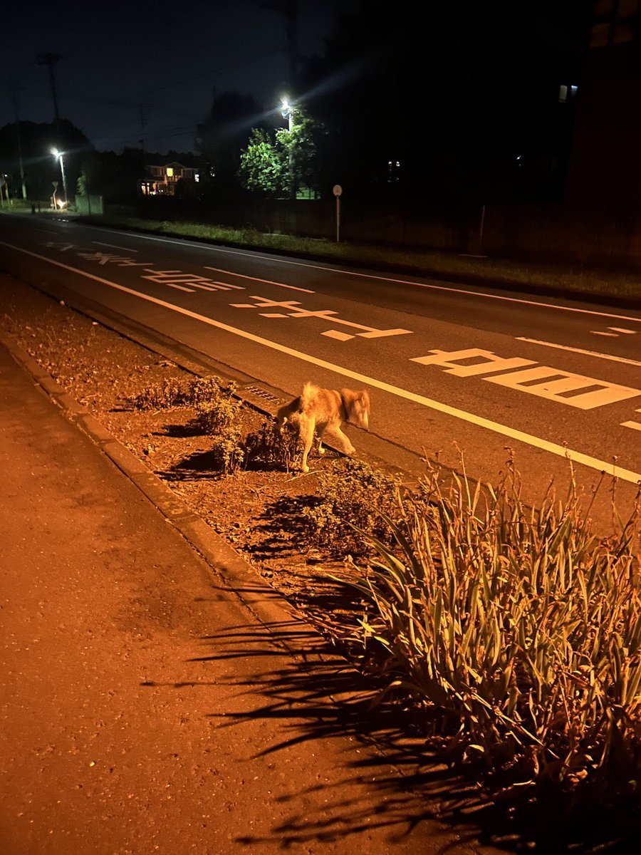 privateeye_pet's tweet photo. 【飼い主さまを探しています‼️】

茨城県取手市上高井653付近にて

迷い犬がおりました💦

・柴犬
・青リードを着用

飼い主さまや心当たりのある方はリプライやDMをいただけますと幸いです🙇‍♂️

#迷子犬 #犬 #迷い犬 #茨城県 #取手市 #上高井 #拡散希望 #迷子ペットを守りたい https://t.co/TBFcDoVViE