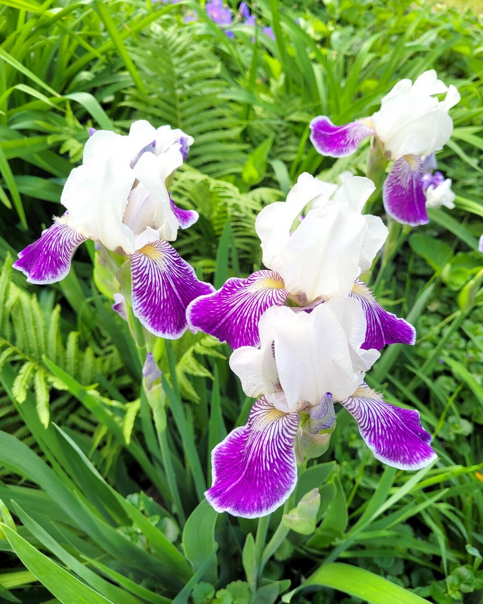 RusticWise's tweet photo. White and purple irises in the garden along with a few yellow and purple irises. Do you have a fave colour combo? I'm on Team White/Purple and my husband is on Team Yellow/Purple. ☺️
#irises #iris #irisesinbloom #inmygarden #flowerlove #gardening #gardeningX https://t.co/zuuBdLGafT