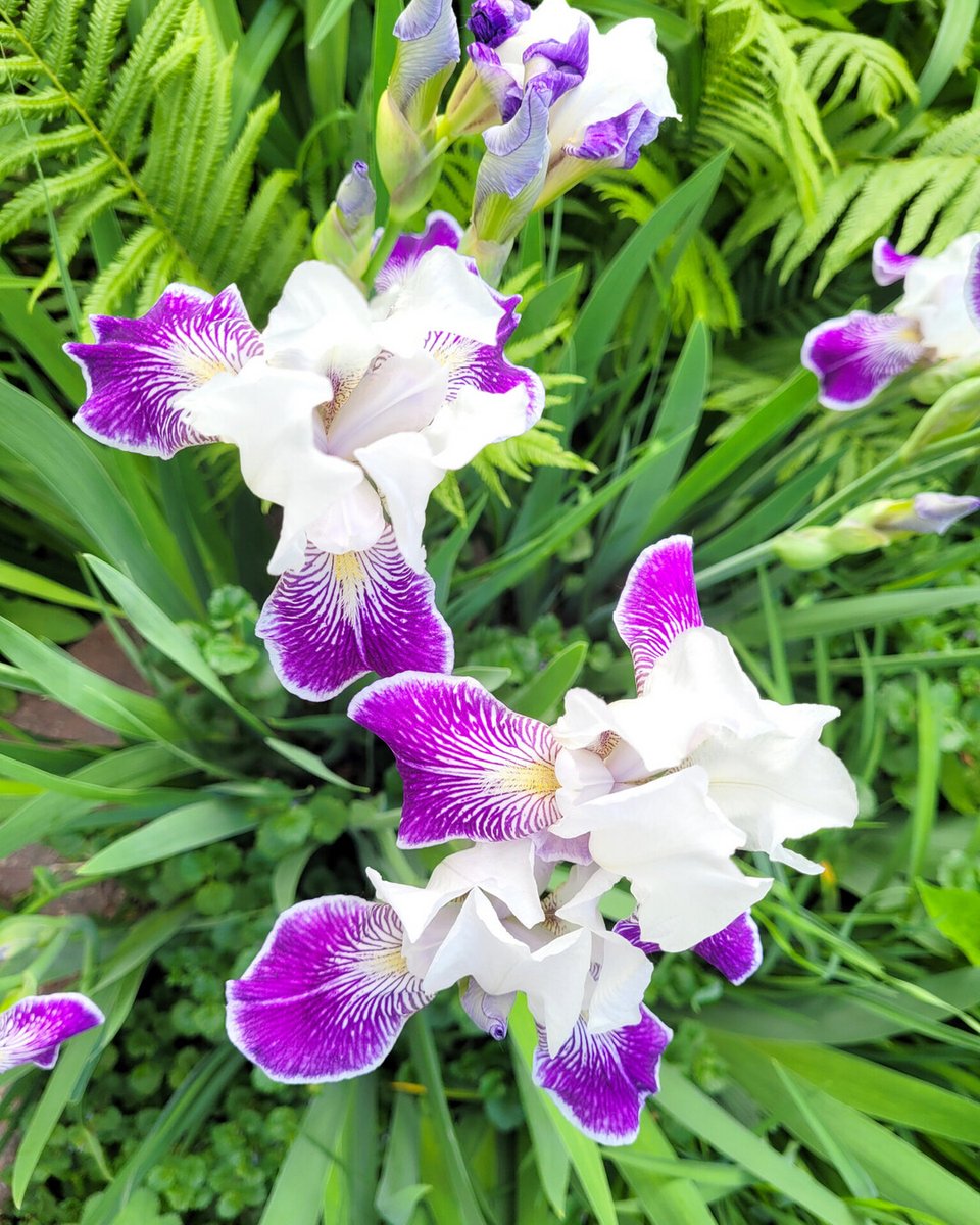 RusticWise's tweet photo. White and purple irises in the garden along with a few yellow and purple irises. Do you have a fave colour combo? I'm on Team White/Purple and my husband is on Team Yellow/Purple. ☺️
#irises #iris #irisesinbloom #inmygarden #flowerlove #gardening #gardeningX https://t.co/zuuBdLGafT