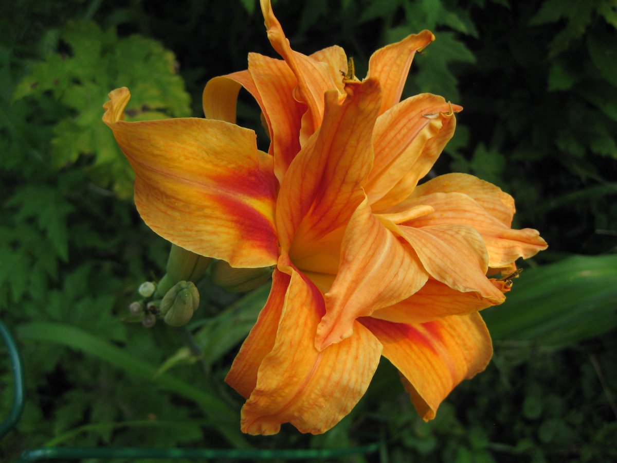 ellin_anderson's tweet photo. LILY OF A DAY
Rise, #unabashed queen,
You whose cool radiance shames,
Then goes down in flames
#vss365 #SaturdayHaiku #HaikuSaturday #haiku #micropoetry #poem #poetry #poets #PoetryX #PoetryTwitter #PoetryLovers #DayLily #hemerocallis #flowers #gardens #July https://t.co/fvKcTgCaEY