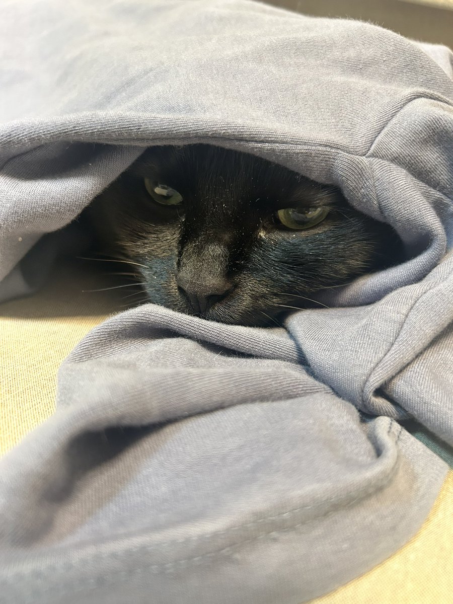 roy20210212's tweet photo. 飼い主のお洋服大好きロイくん🐈‍⬛🐾

#猫 #黒猫 #猫好きな人と繋がりたい #猫のいる暮らし #にゃんこ #ねこ #猫好き #ネコ #猫がいる暮らし #猫がいる幸せ #猫好きさんと繋がりたい #猫写真 #ねこ写真 #ネコ写真 https://t.co/EWJsfgrAYF