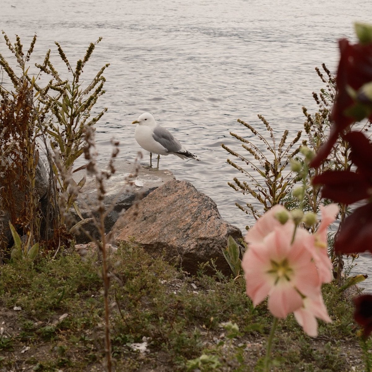 0xCharlota's tweet photo. Stockholm in summer, shot on Fujifilm x100vi https://t.co/Eg2PHysFuU