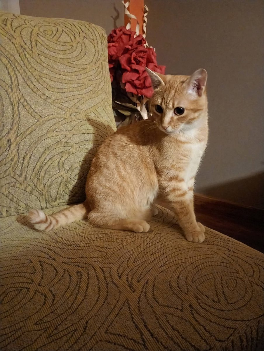 AcofalX's tweet photo. Este gatito se ha perdido por la zona de cauce cuesta molino si alguien lo ve por favor avisar 655832744 (Cieza ) Murcia
Su nombre es chetoos y tiene la punta de la cola torcida https://t.co/CI7MZki2bL