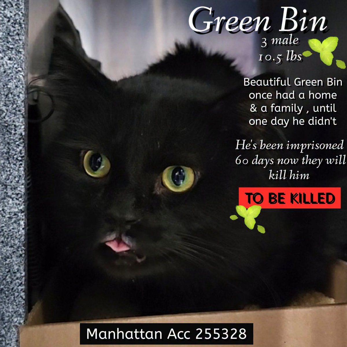 lordi1960's tweet photo. ♦♦TO BE KILLED - 12:00PM (EASTERN) TUESDAY 07/14/2026♦♦
♦♦SOS CODE RED♦♦

*** SEE MY VIDEO - SAVE MY LIFE! ***
https://t.co/IfsrYJ8jPW

MANHATTAN ACC ADOPTABLE

❤️GREEN BIN 255328:
3YR | Male | Agency | 10.46 lbs

https://t.co/KwU4PoRbjw https://t.co/myTHlcgkCR