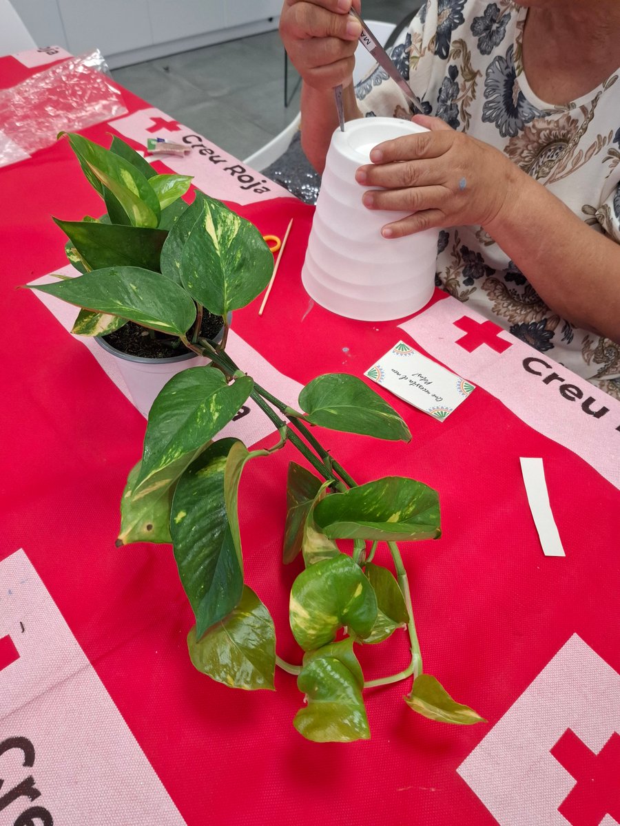 CreuRojaGirona's tweet photo. 🌿 Avui, les participants de Veus En Xarxa han participat en un taller de mini jardineria per conèixer i cuidar un potus. Després, cadascuna ha personalitzat el seu test per integrar-lo a casa seva.
Veus en Xarxa és una iniciativa en aliança amb Fundación Amancio Ortega. 💚🌱 https://t.co/xLOjbKpqql