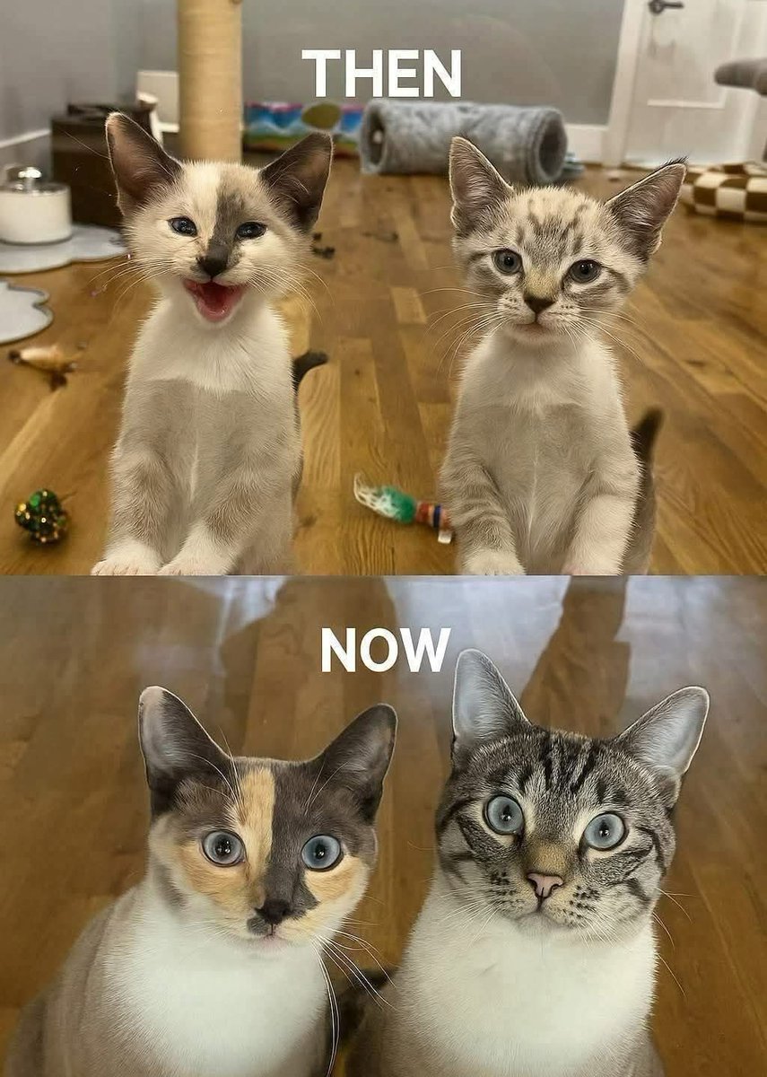 Cats Out Of Context tweet media