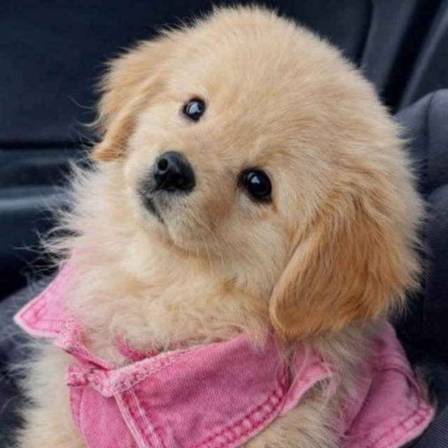 dogs so cute that could save the world tweet media