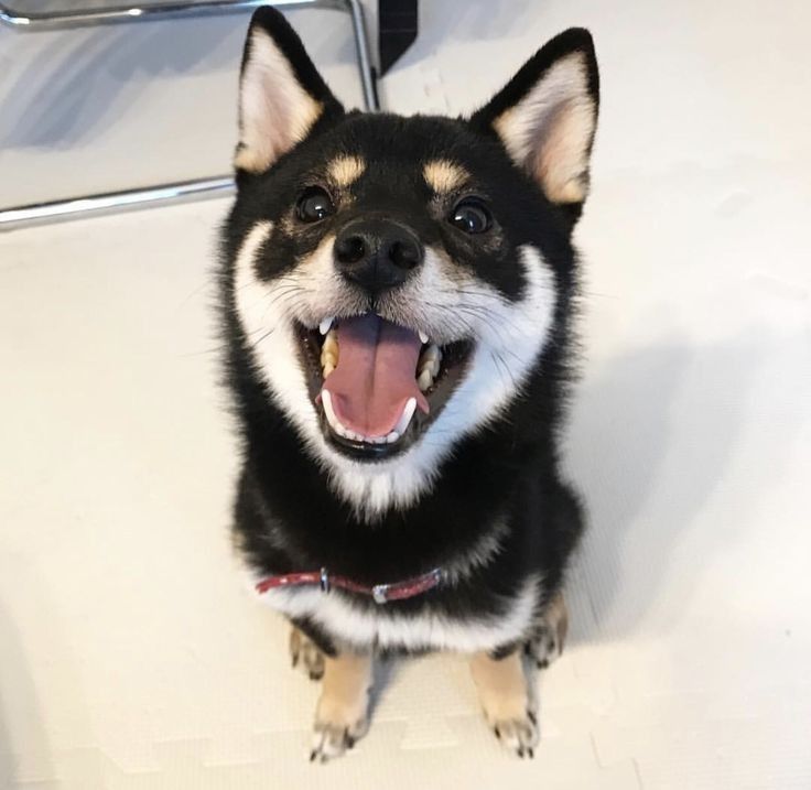 dogssaveworld's tweet photo. Black and tan dog smiling like the happiest sunshine boy 😆🐾 https://t.co/rNmvvtt0VN