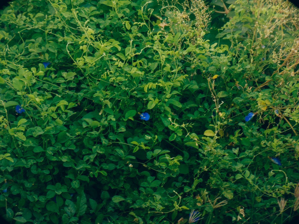 arthextic's tweet photo. blue to green https://t.co/ph3iNWsR2b