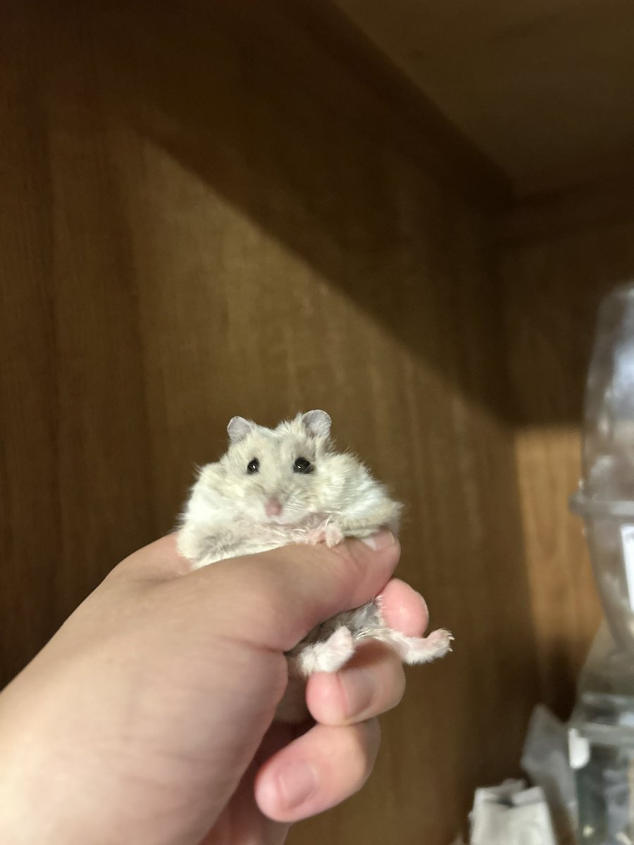 uddoonn's tweet photo. ﾓﾝﾁｬﾝﾓﾝﾁｬﾝﾓﾝﾁｬﾝ https://t.co/HvSegkXafY