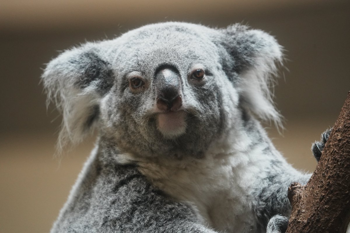 凛々しい！🐨✨ 2026.07.11 #多摩動物公園 #コアラ #きらら