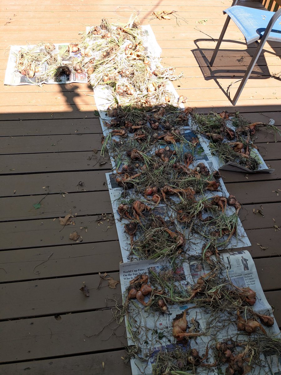 Heironorama's tweet photo. Drying my 20+ pounds of shallots https://t.co/NxF3n1cOYZ