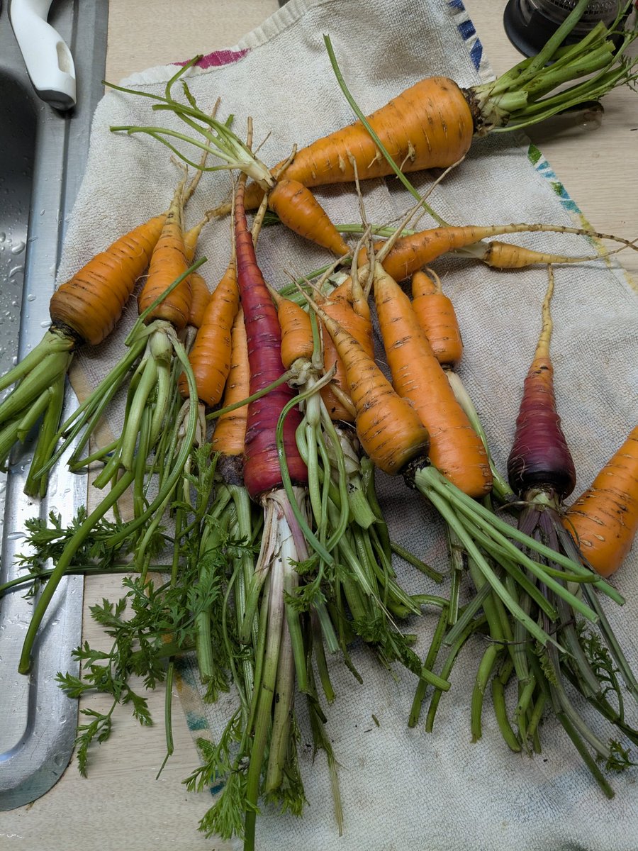 Heironorama's tweet photo. More carrots https://t.co/3Z9vxEu6SL