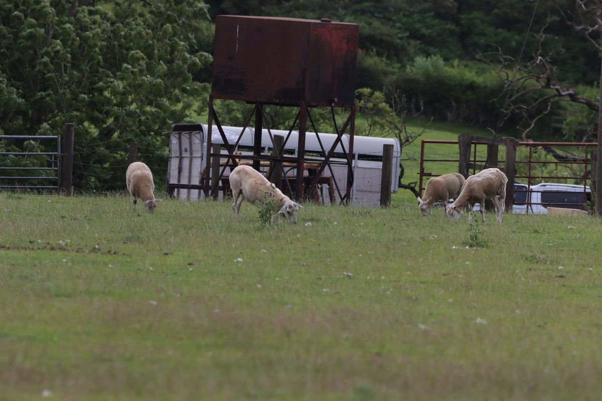 jgphotography10's tweet photo. Sheep 🐑📸
#Sheep #Animals #Durham #Photography https://t.co/kjuZ7gyij4