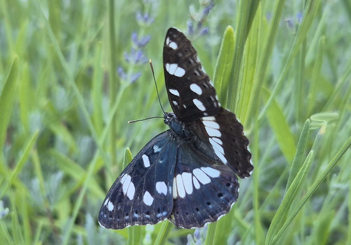 Ozymandiasdust's tweet photo. Southern white admiral. A new butterfly for me...😊🦋😊🦋😊 #butterflies #Croatia #Isteria https://t.co/Q0x6iuqibX